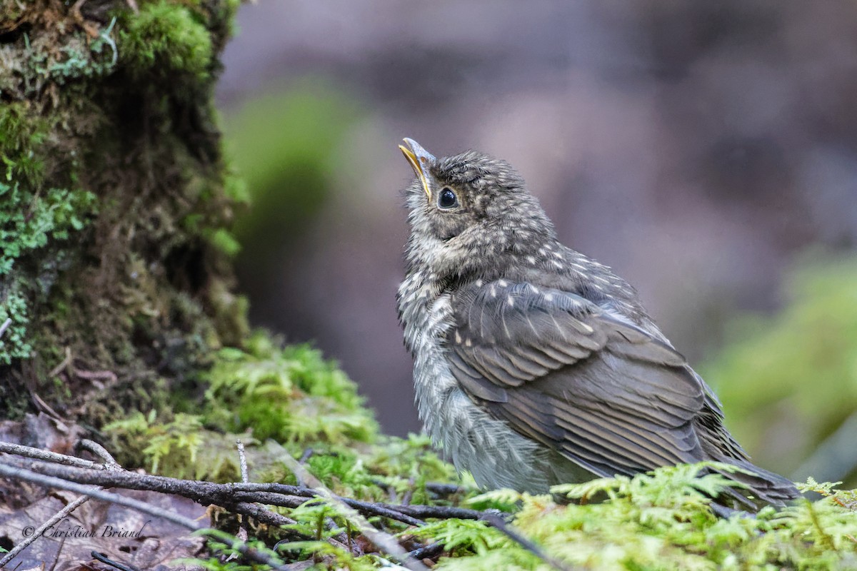 Swainson's Thrush - ML258094261