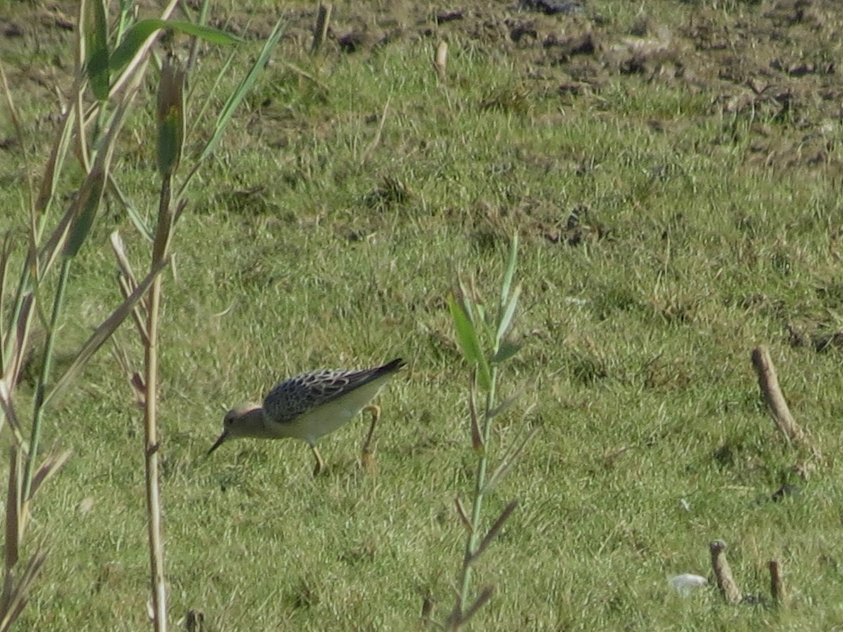 Buff-breasted Sandpiper - Michael Rosengarten