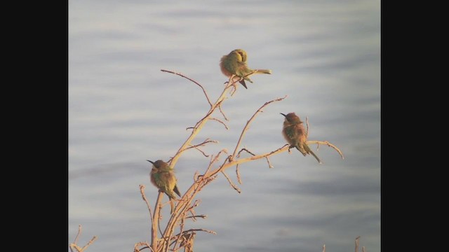 Little Bee-eater - ML258094891