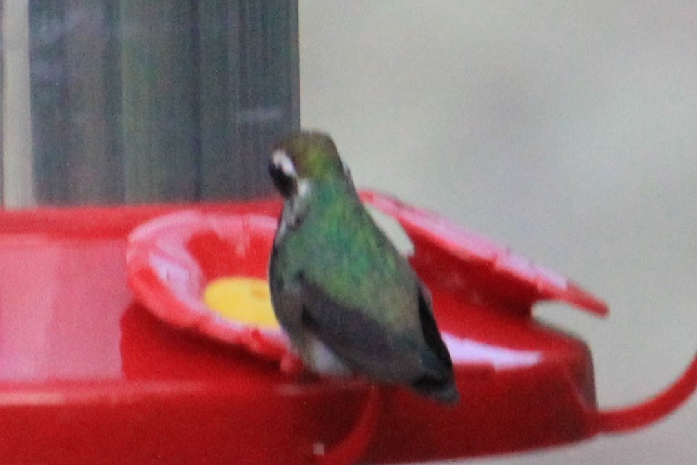 White-eared Hummingbird - ML258094901
