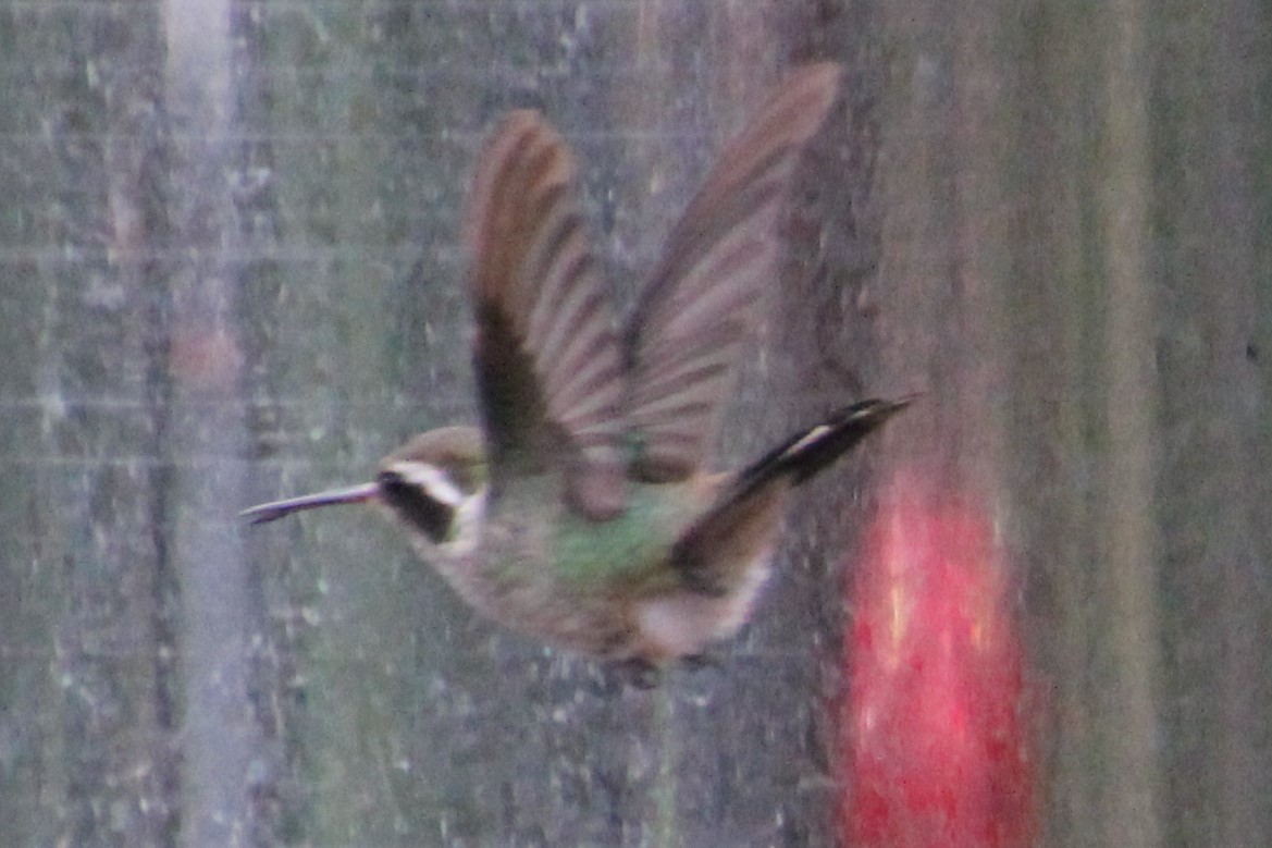 White-eared Hummingbird - ML258094911