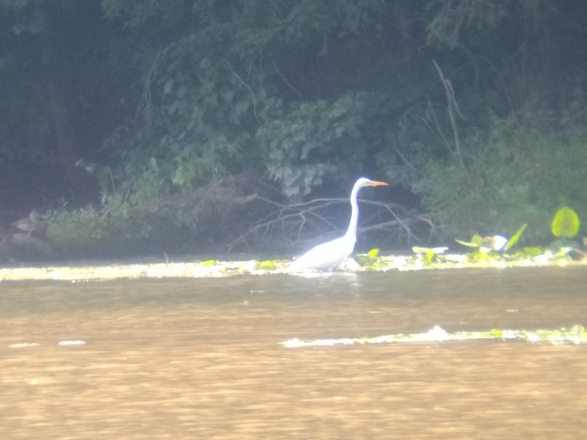 Great Egret - ML258095041