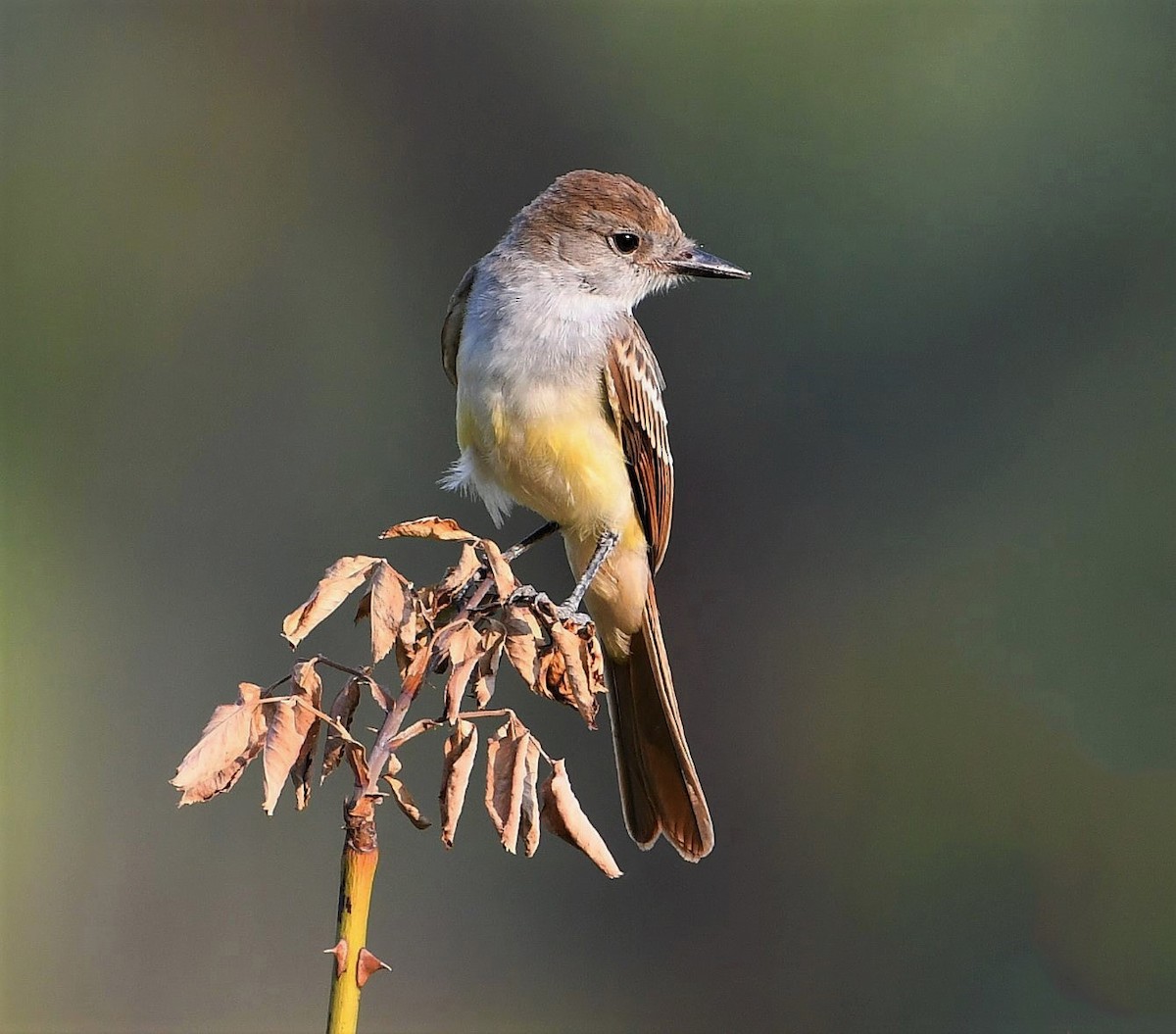 Ash-throated Flycatcher - ML258095391