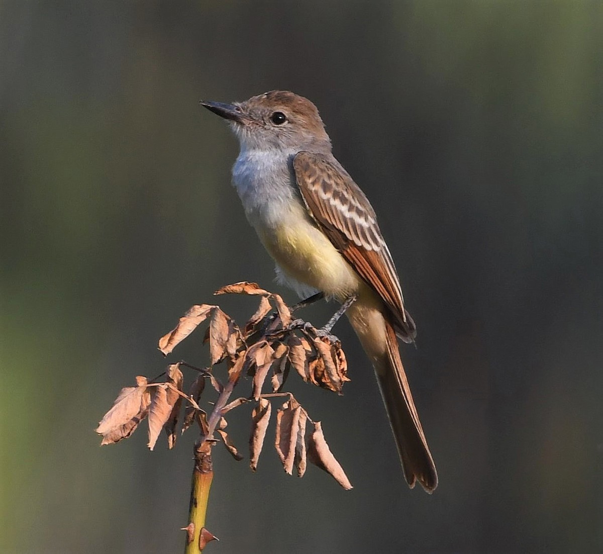 Ash-throated Flycatcher - ML258095471