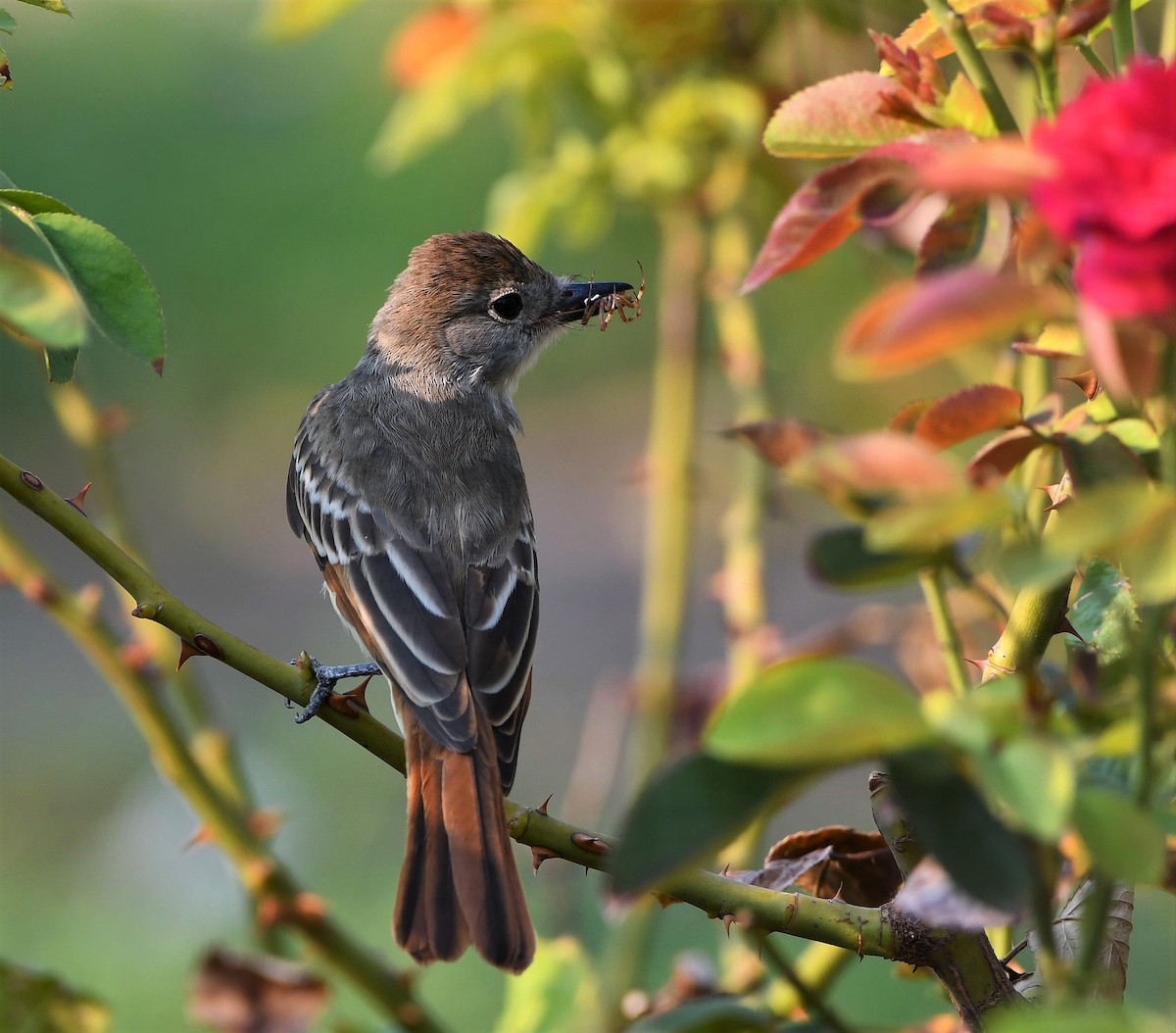 Ash-throated Flycatcher - ML258095501