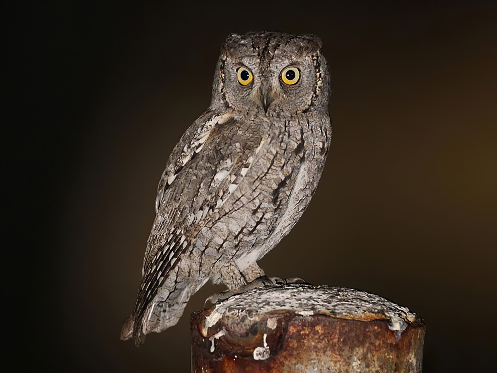 Adult