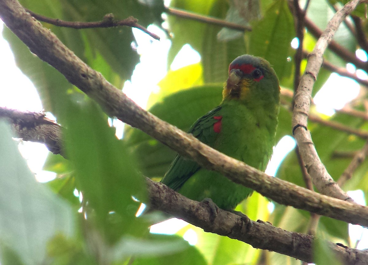 Blue-fronted Parrotlet - David M. Bell