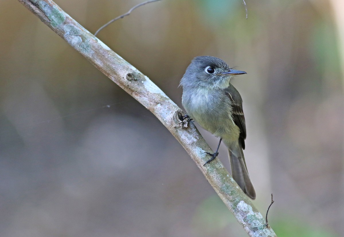 Cuban Pewee - Jeremiah Trimble