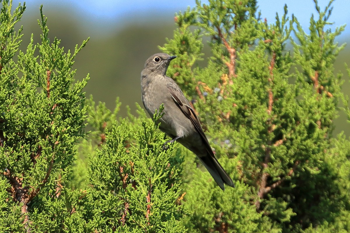 Townsend's Solitaire - ML258098911