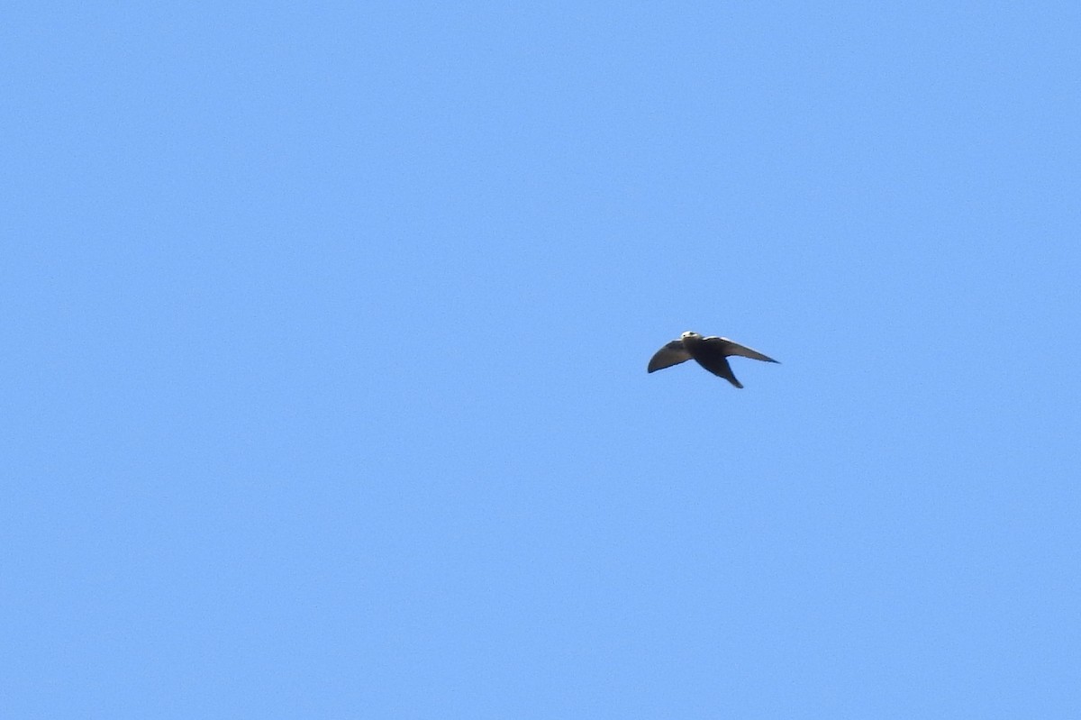 Gray-rumped Swift - Luciana Chiyo