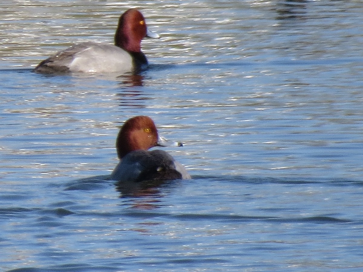 Redhead - ML25810091