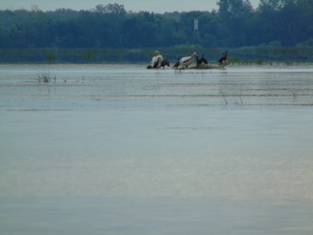 American White Pelican - ML258102511