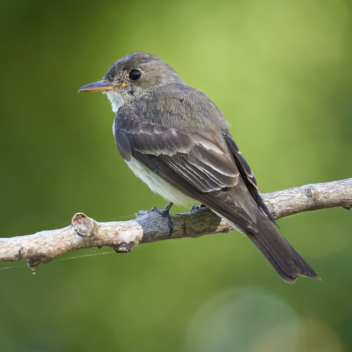 Eastern Wood-Pewee - ML258104691