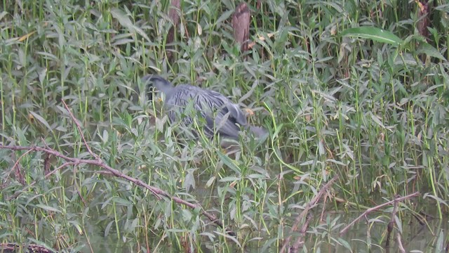 Yellow-crowned Night Heron - ML258105231