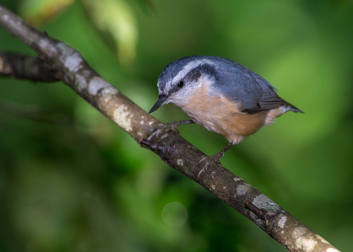 Red-breasted Nuthatch - Brian Smith