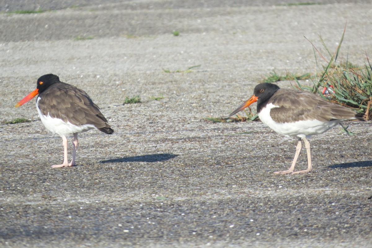 American Oystercatcher - ML258106661