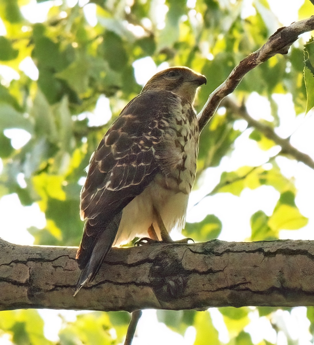 Broad-winged Hawk - ML258107511