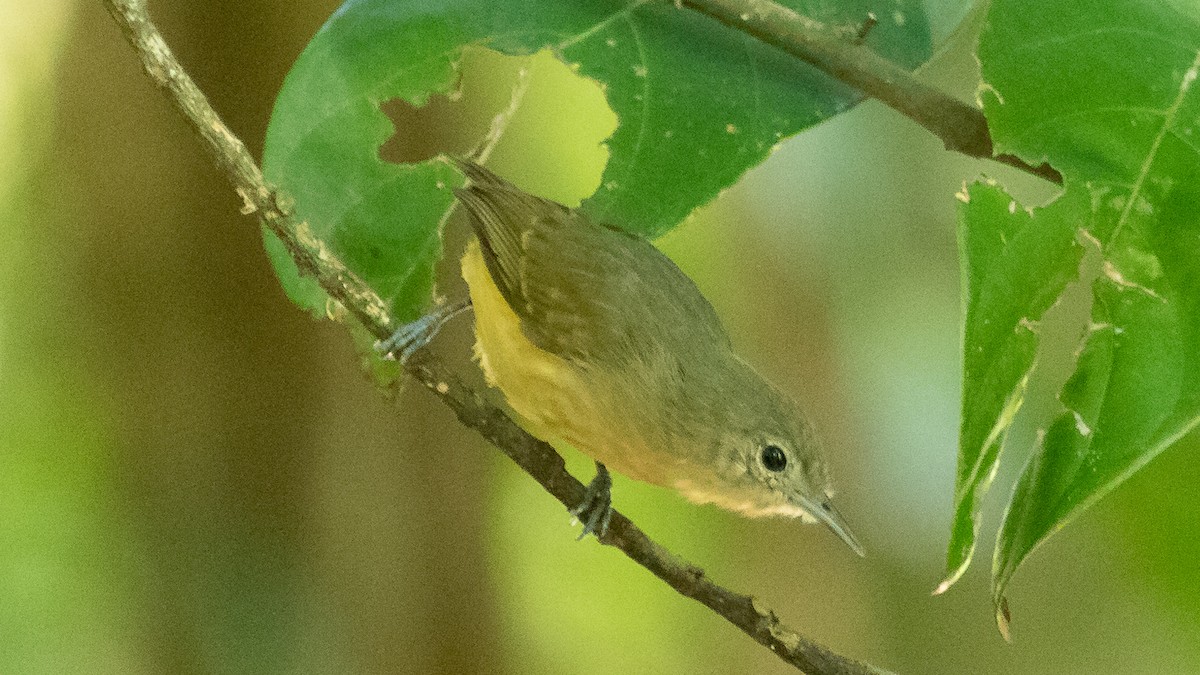 White-flanked Antwren - ML258108901