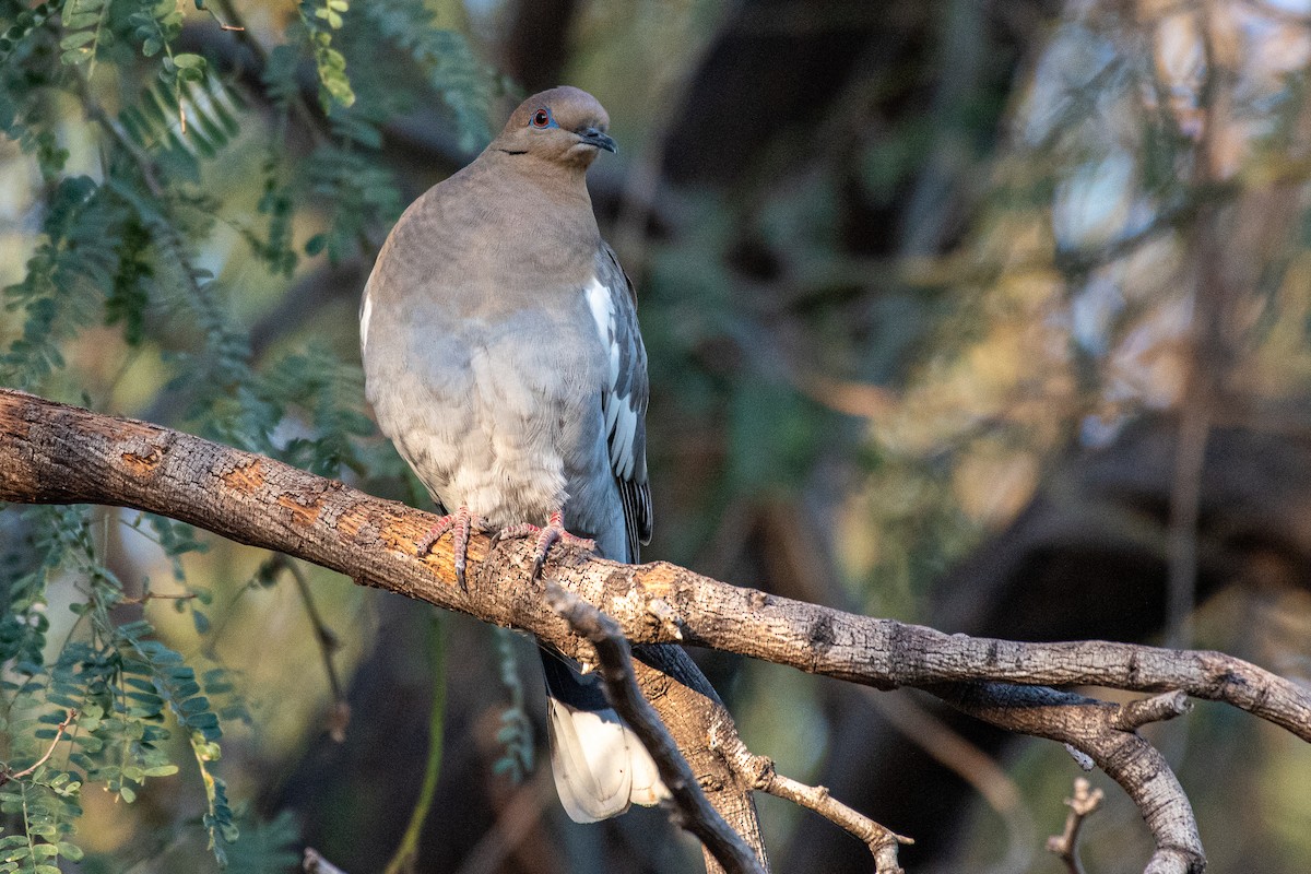 White-winged Dove - German Garcia