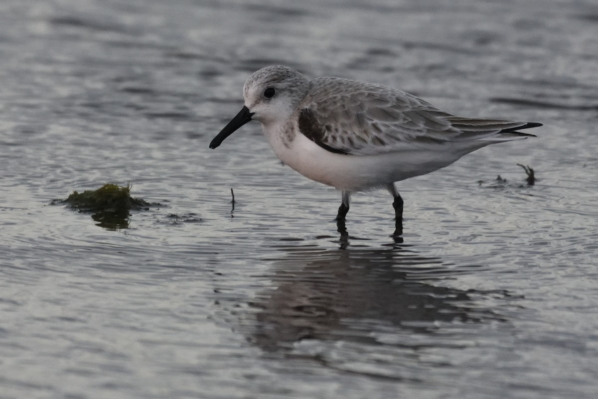 Sanderling - ML258110691