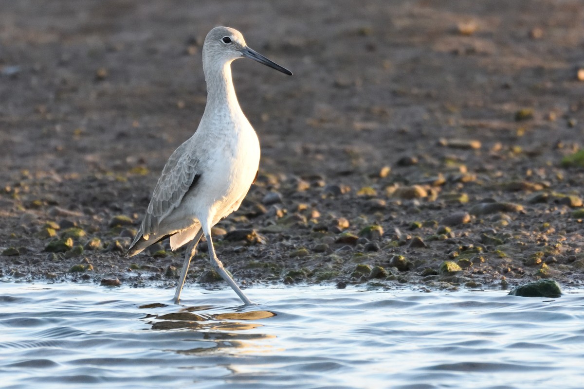 Willet - ML258111081