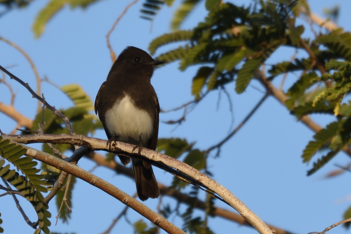 Black Phoebe - ML258111151