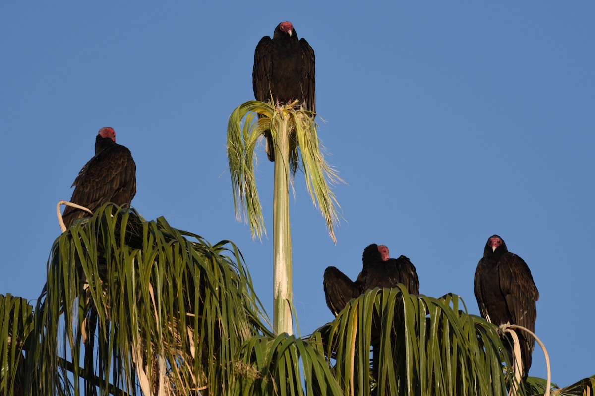 Turkey Vulture - ML258111581