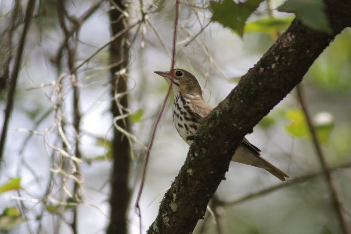 Ovenbird - ML258111681