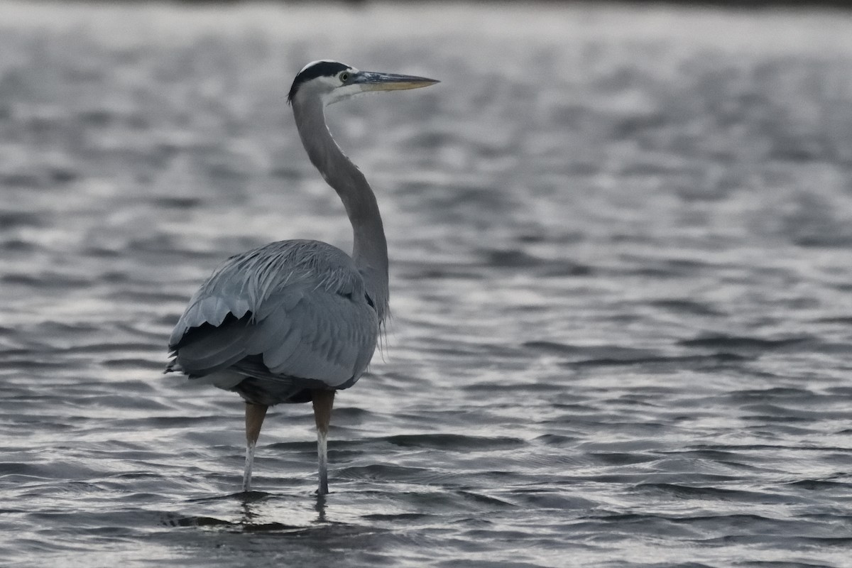 Great Blue Heron - German Garcia