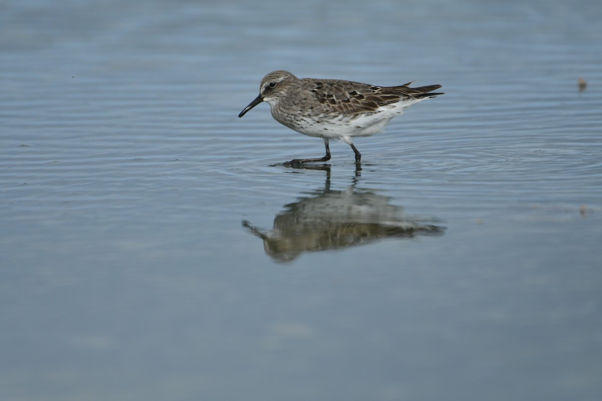 White-rumped Sandpiper - Benny Diaz