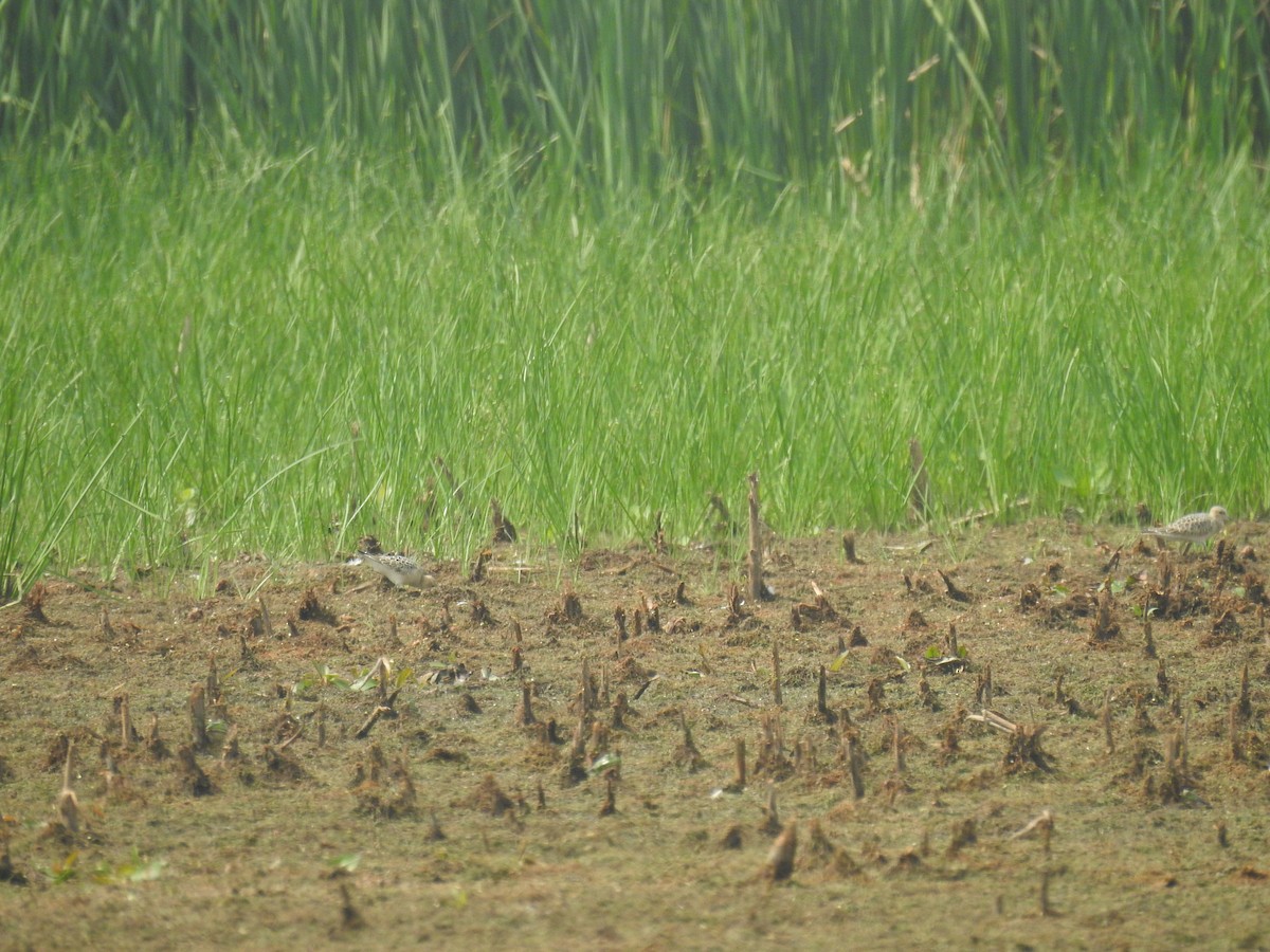 Buff-breasted Sandpiper - ML258113311