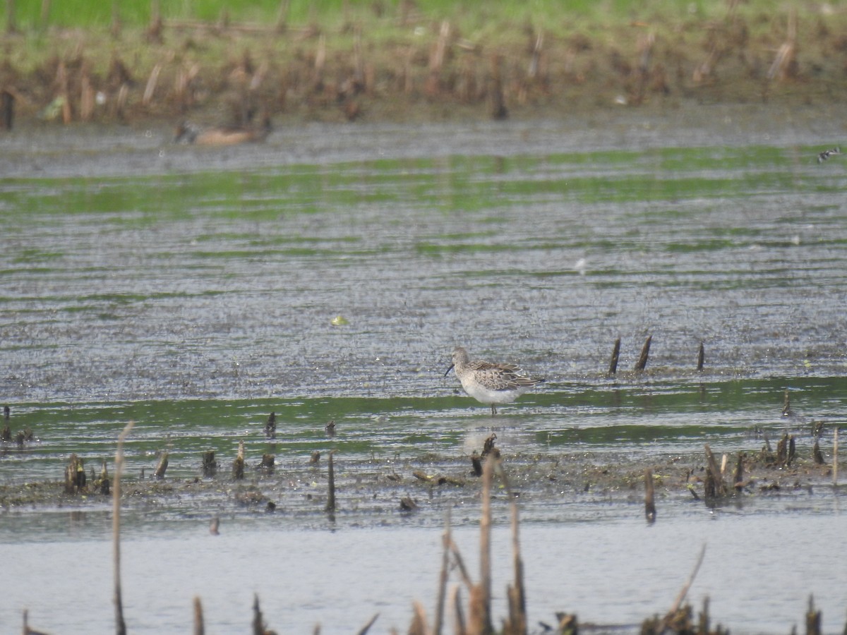 Stilt Sandpiper - ML258113351