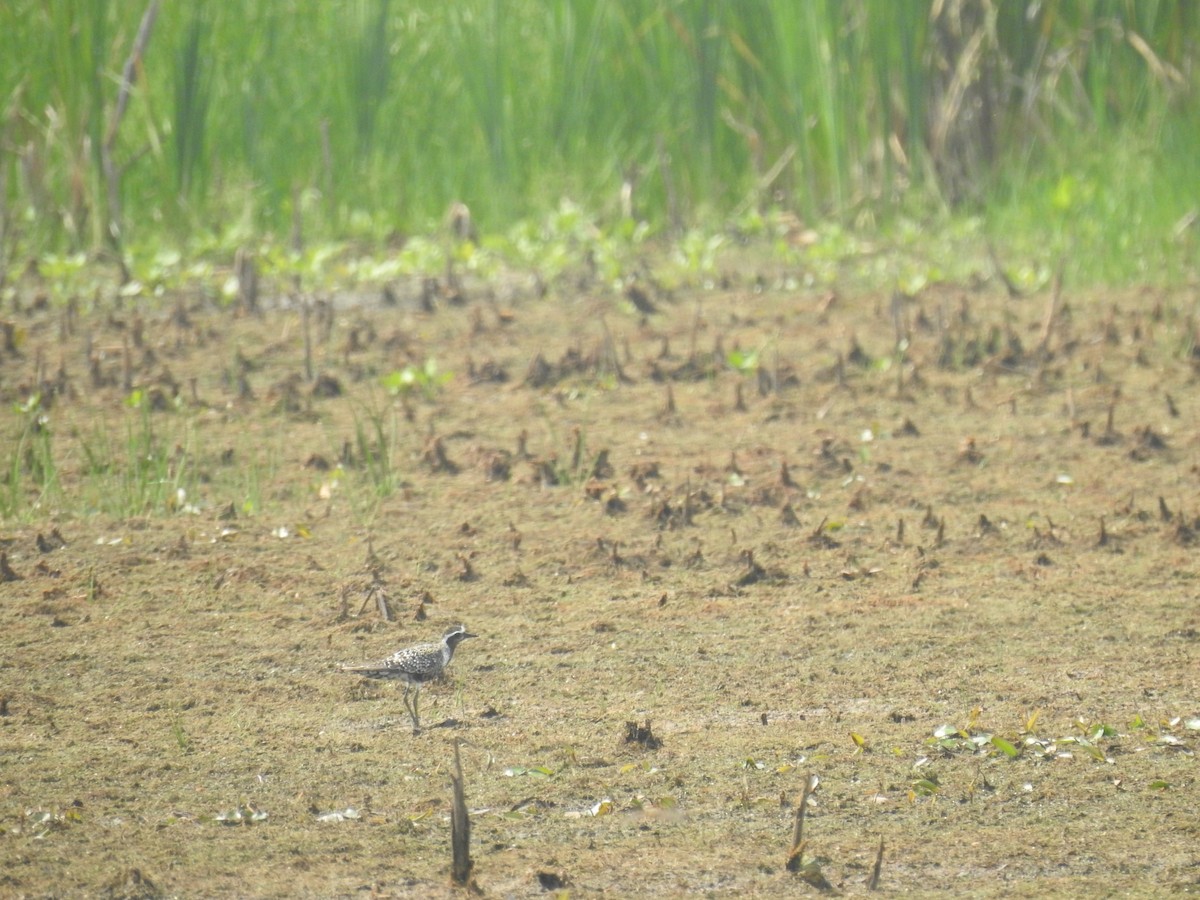 American Golden-Plover - ML258113361