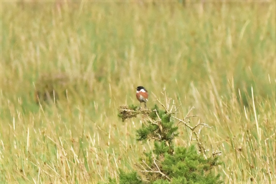 European Stonechat - ML258114081