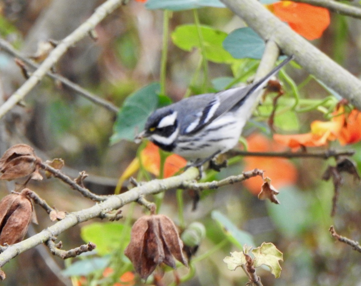Black-throated Gray Warbler - MIck Griffin