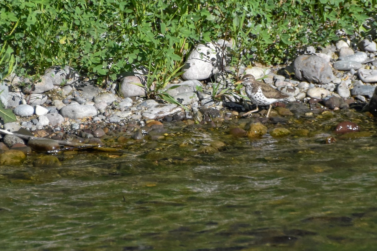 Spotted Sandpiper - ML258114221