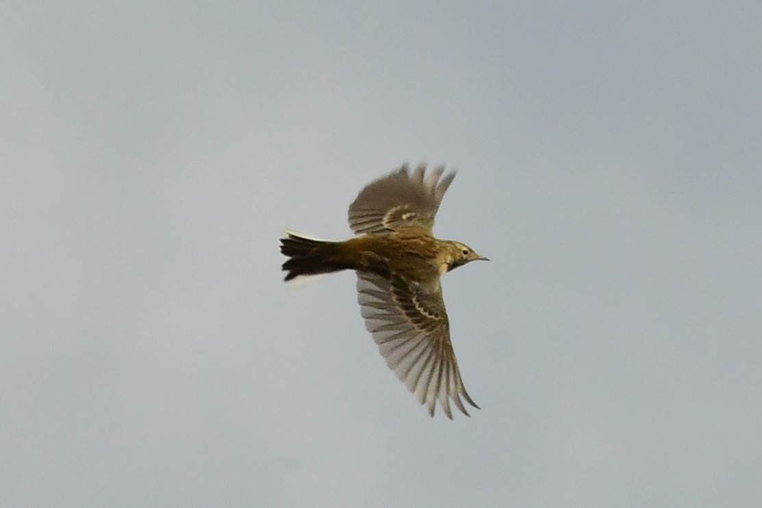 Meadow Pipit - ML258114341