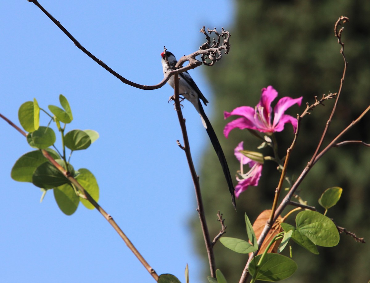 Pin-tailed Whydah - ML258114991