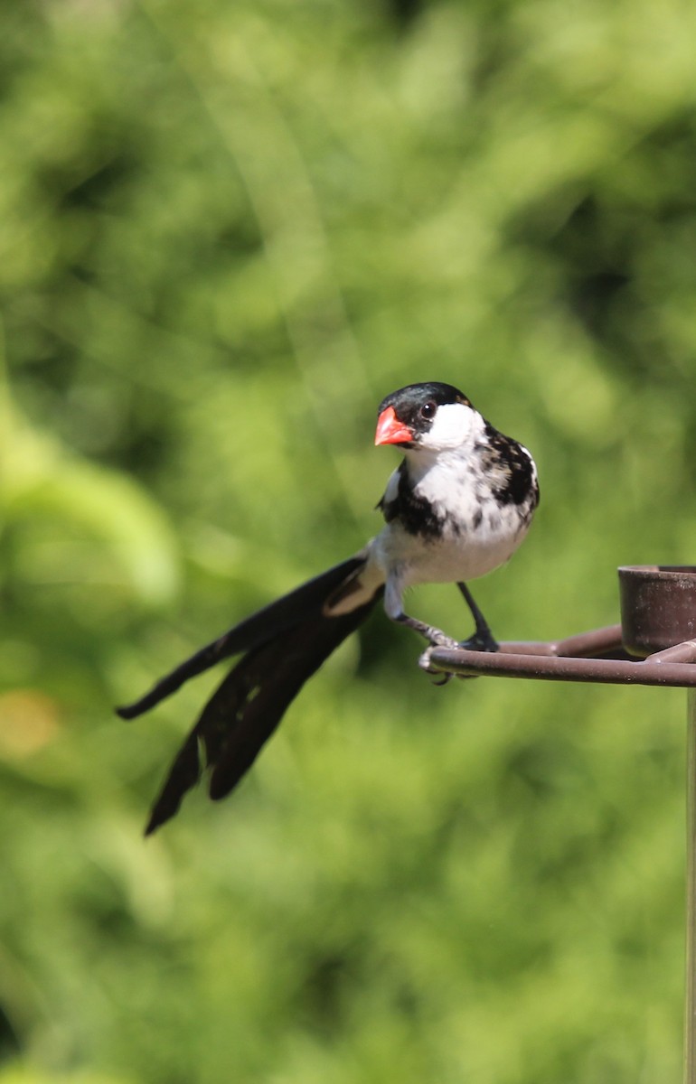 Pin-tailed Whydah - ML258115091