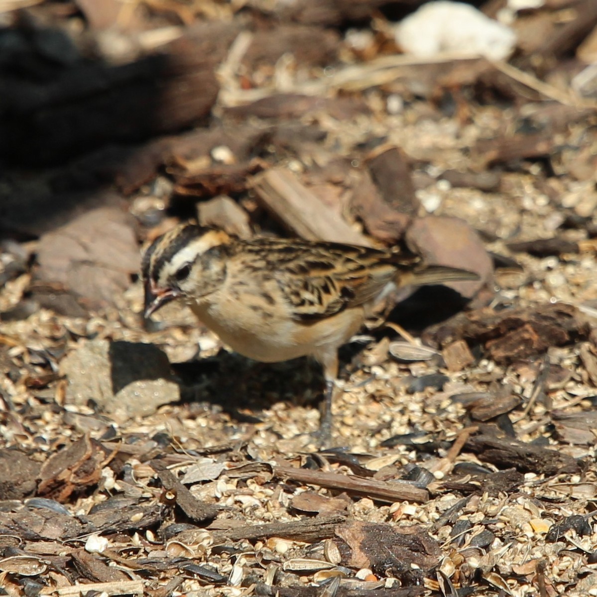 Pin-tailed Whydah - ML258115141