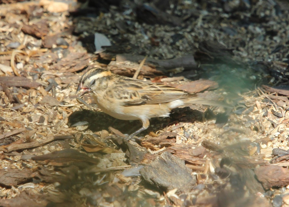 Pin-tailed Whydah - ML258115271