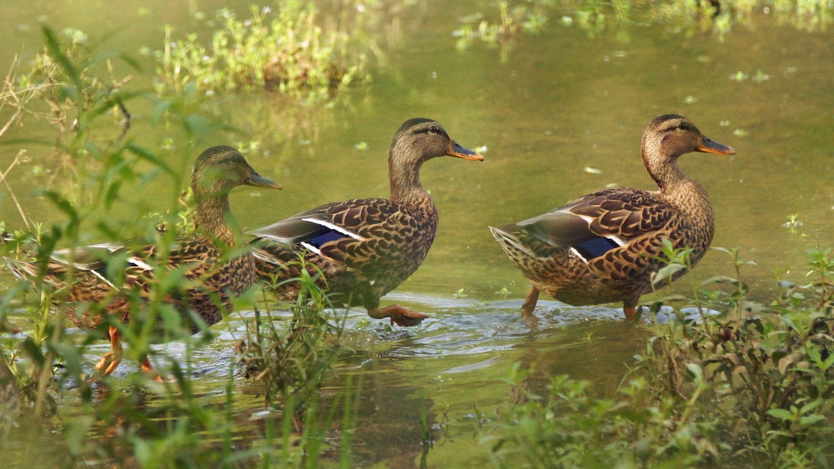 Mallard - Skipper Anding