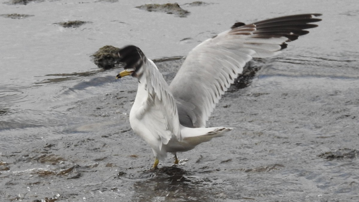 Ring-billed Gull - Alan Green