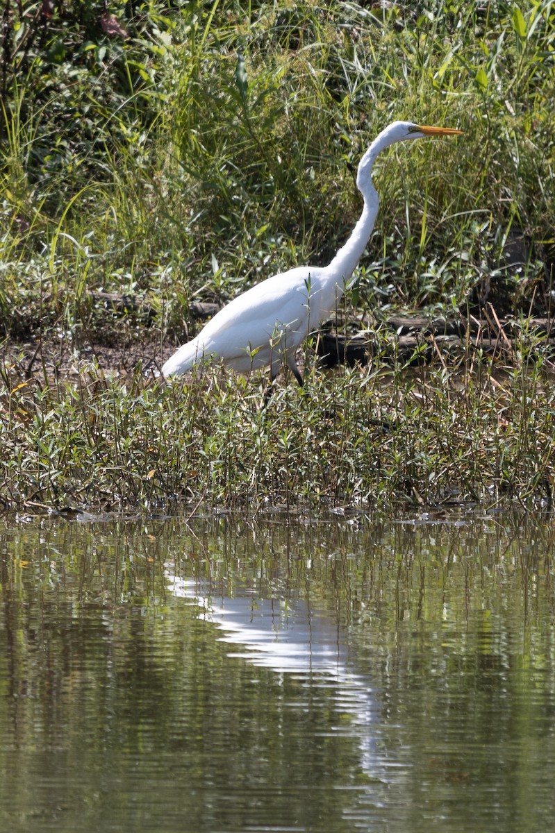 Great Egret - ML258120281