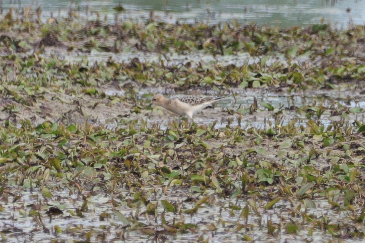 Buff-breasted Sandpiper - ML258122981