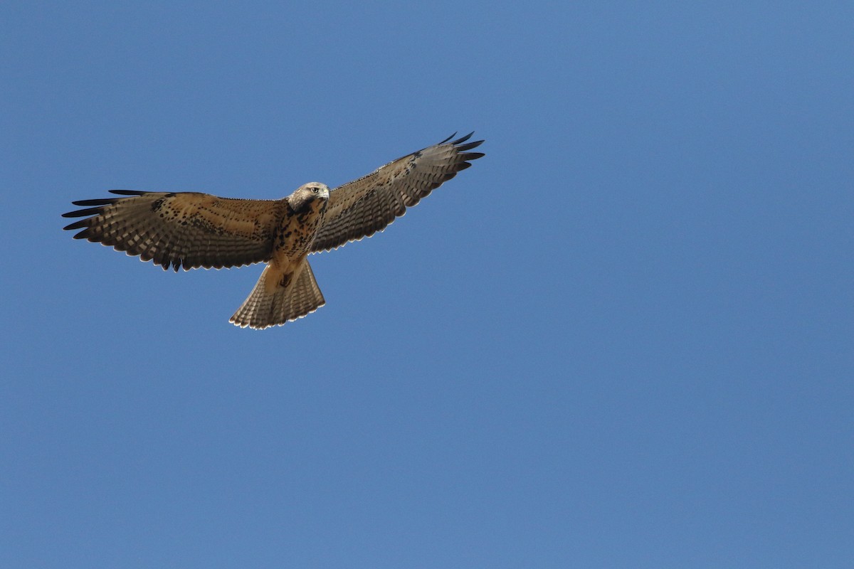 Swainson's Hawk - ML258124431