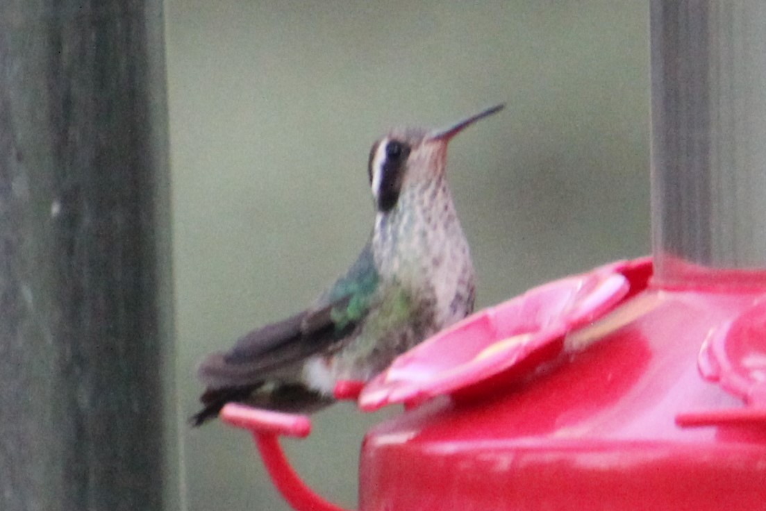 White-eared Hummingbird - ML258124471