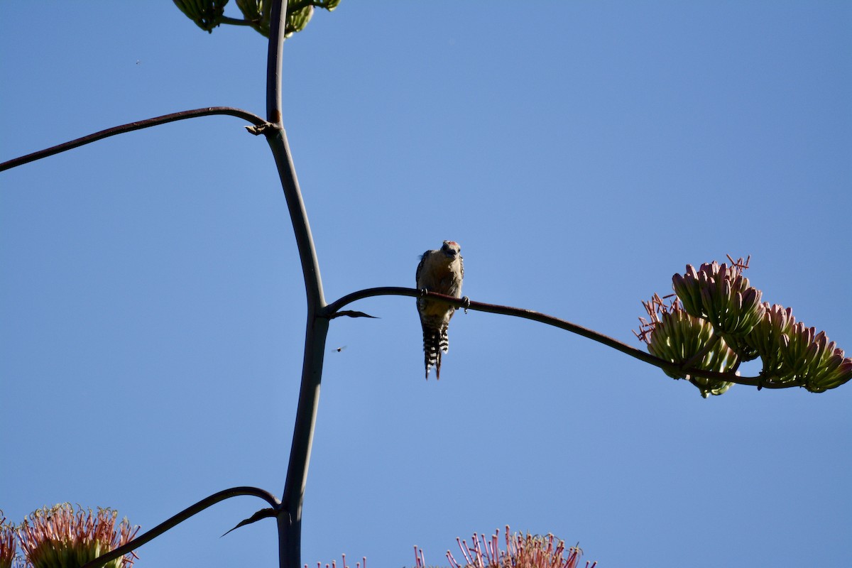 Gila Woodpecker - ML258125001