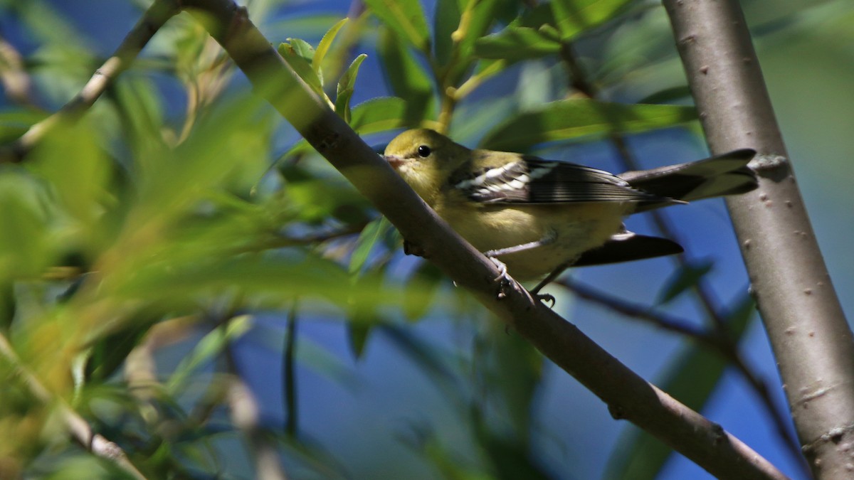 Bay-breasted Warbler - ML258125081