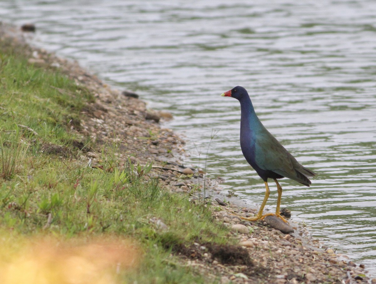 Purple Gallinule - ML258126161